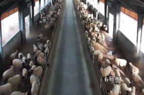 为什么互联网养殖、互联网养殖场值得投资?